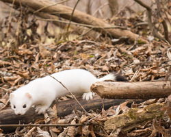 白くないオコジョ